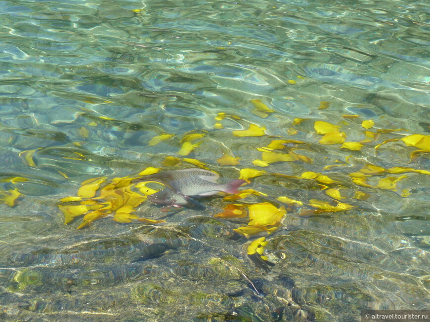 Фото 68-69. В северной части залива Кеалакекуа не только монумент Куку, но и отличное купание с рыбками