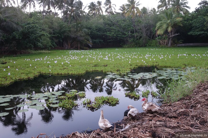 Фото 79. Пресноводный пруд с диковинными гусями в парке Punalu’u Black Sand Beach
