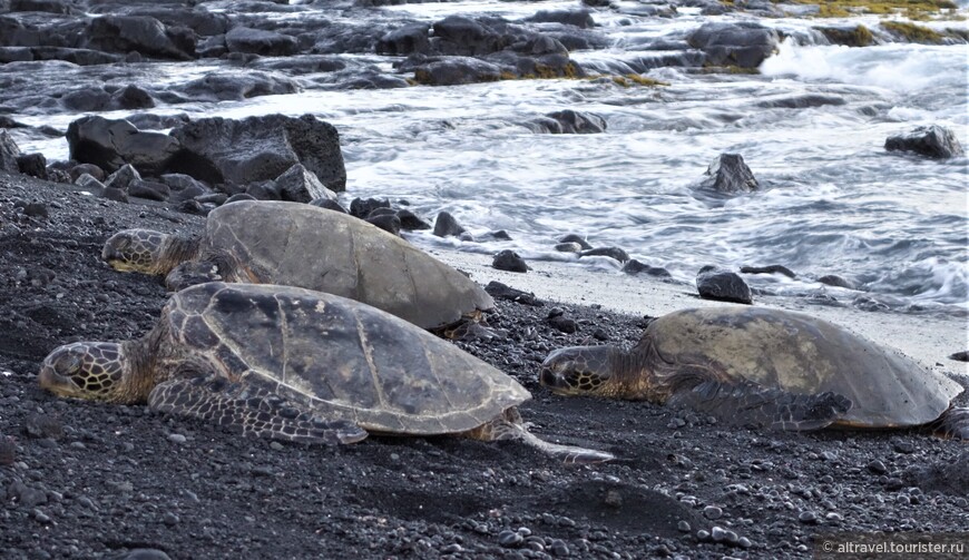 Фото 80-81. Зеленые морские черепахи на пляже Punalu’u Black Sand Beach