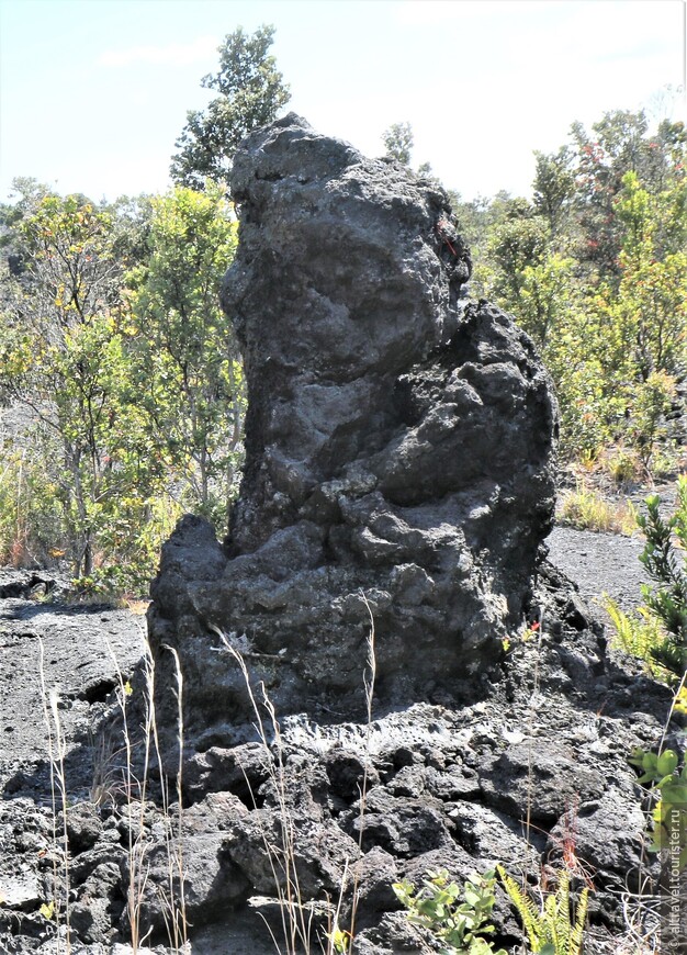 Фото 119-120. Так называемые «лавовые деревья» (lava trees)