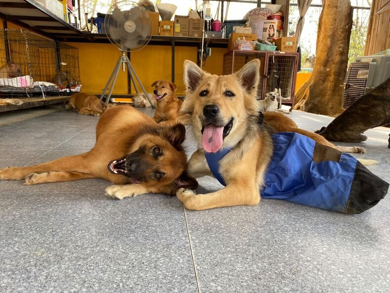 «Человек, который спасает собак»: шведский повар открыл крупнейший в Таиланде приют для уличных животных