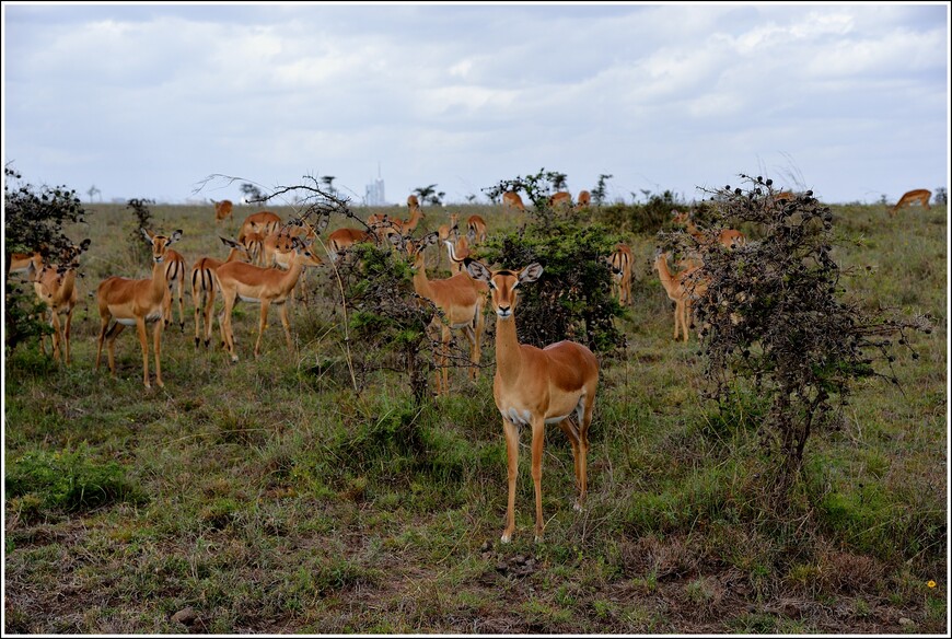 Паровозы, жирафы и носороги в Найроби