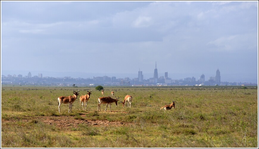 Паровозы, жирафы и носороги в Найроби