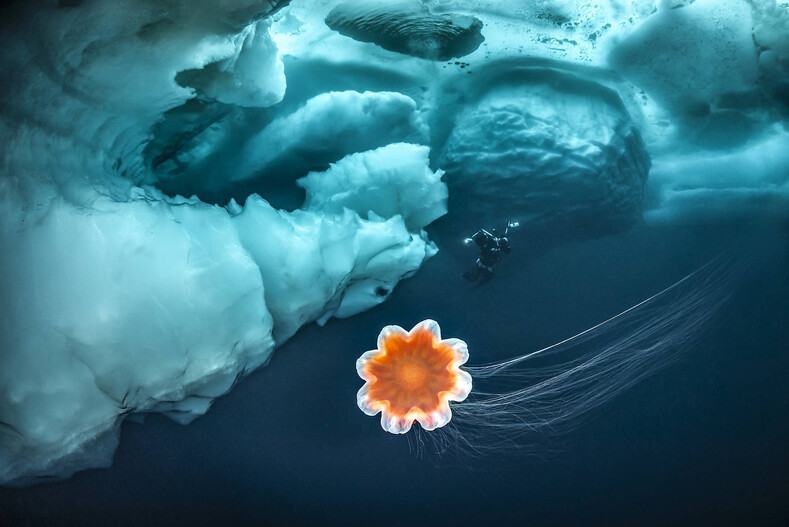 Выбраны лучшие подводные фото 2021: чарующие снимки о тайнах глубин, от которых захватывает дух (победители и призеры «Underwater Photographer of the Year»)