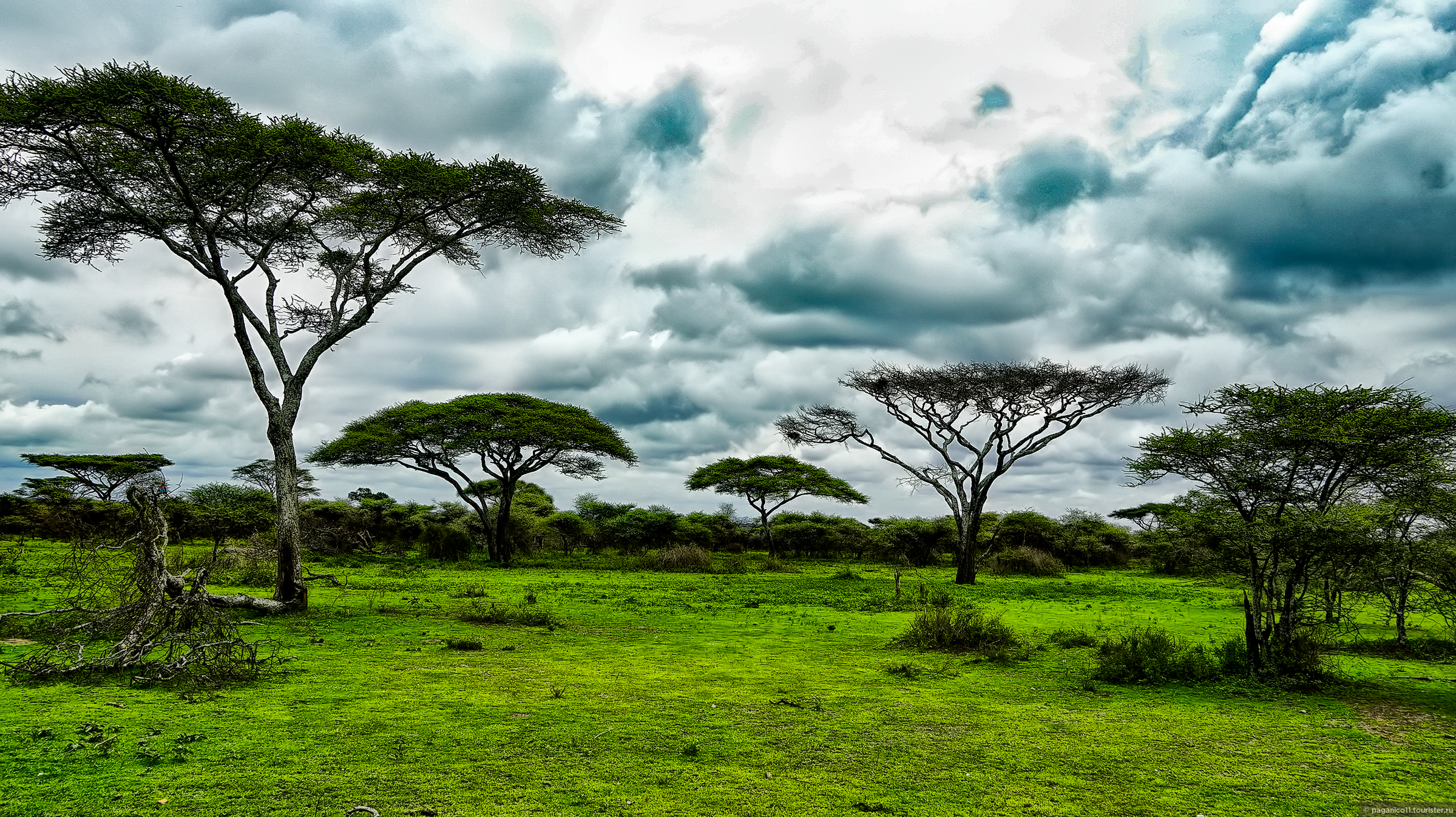 Редколесья в Танзании. Парк в Танзании. Национальный парк Джангл в Танзании. Танзания ландшафт. Редколесья 5