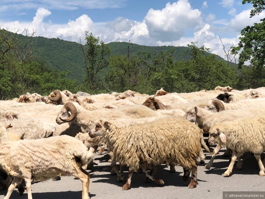 Фото 20-22. Гигантское стадо овец на Военно-Грузинской дороге. Фото сделаны из окна машины