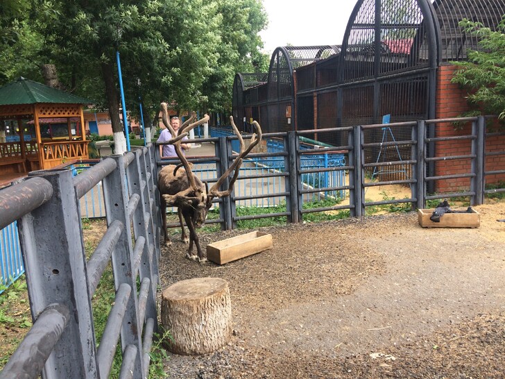 Олень в зоопарке Саранска