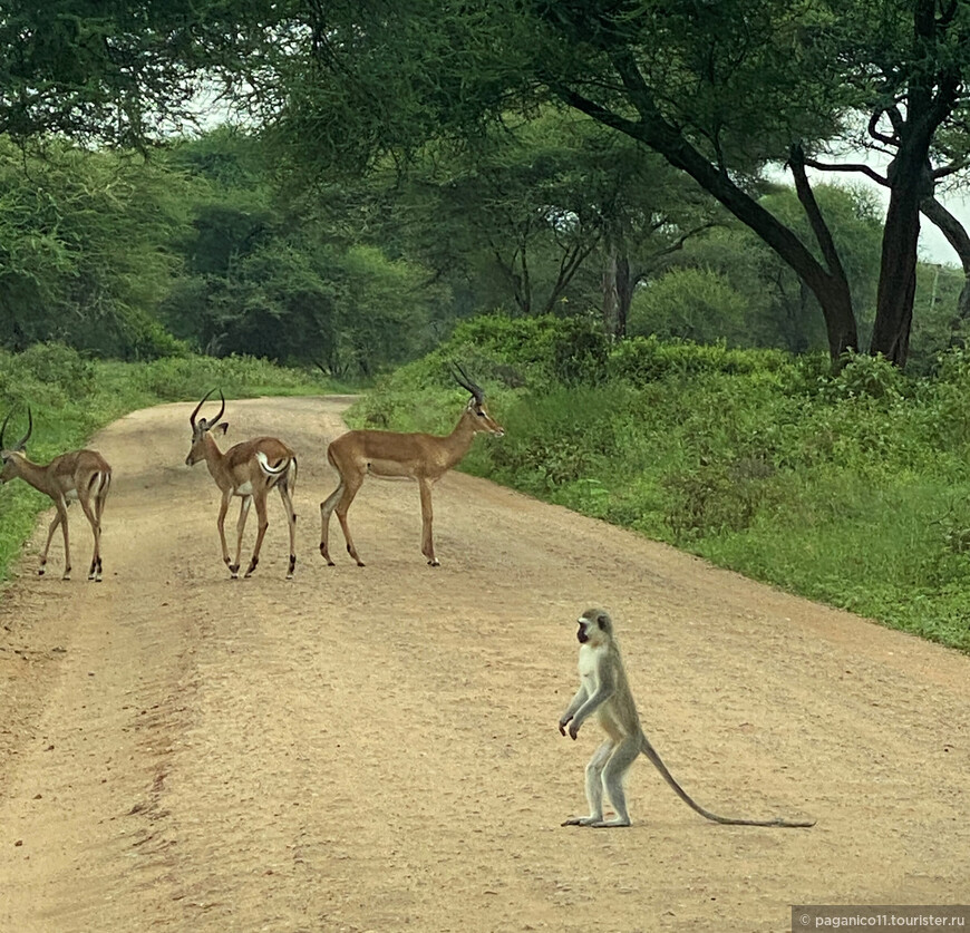 Танзания. Сафари. 2021. Часть 2