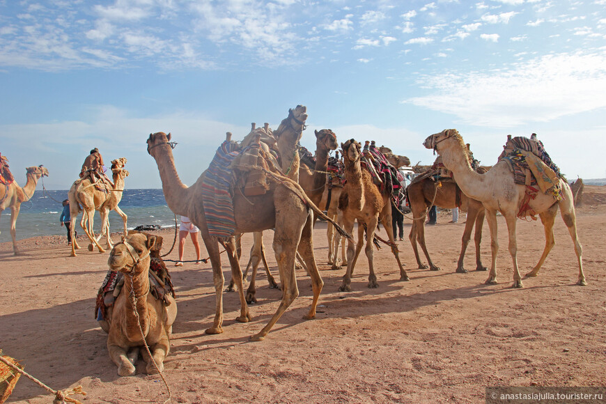 Сокровище Красного моря: отпуск в Бухте Шейхов, рассвет над Синаем и ралли по пустыне
