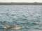 Дельфин у побережья в Кизимкази