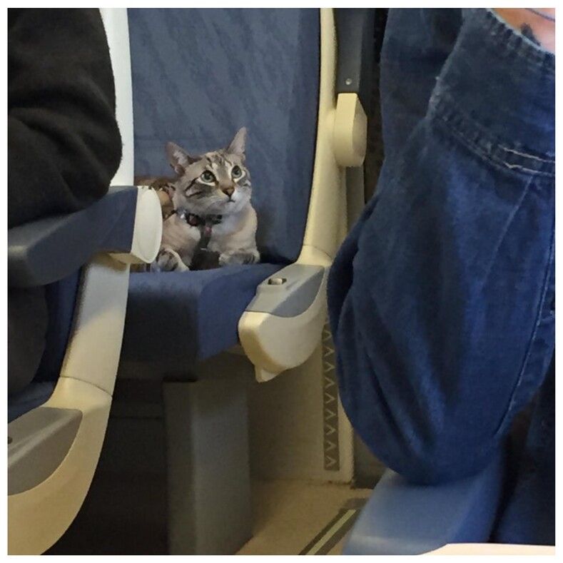 18 фото самых милых попутчиков, которых вы никак не ожидаете встретить в самолете или метро