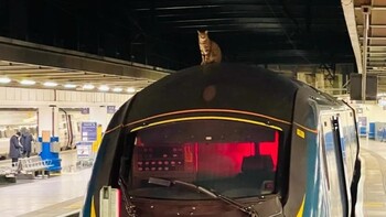 В Британии пассажиров поезда пересадили в другой состав из-за кошки на крыше 