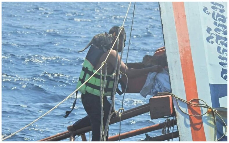 В Таиланде военный спас с тонущего судна четырех кошек: фото о том, как моряк на своих плечах переправляет животных в безопасное место