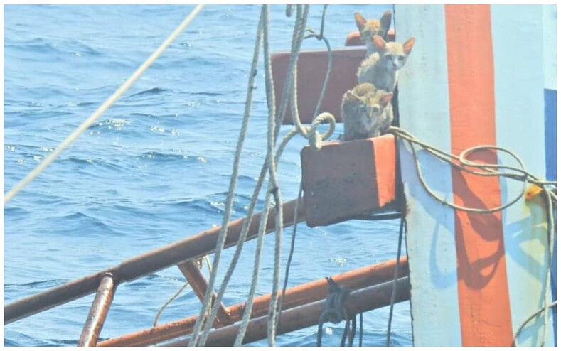 В Таиланде военный спас с тонущего судна четырех кошек: фото о том, как моряк на своих плечах переправляет животных в безопасное место