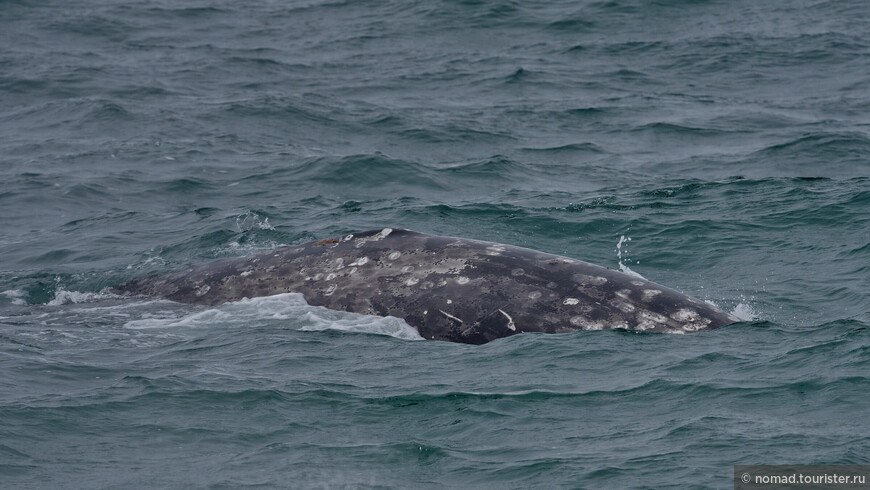 Серый кит, Eschrichtius robustus, Gray Whale
