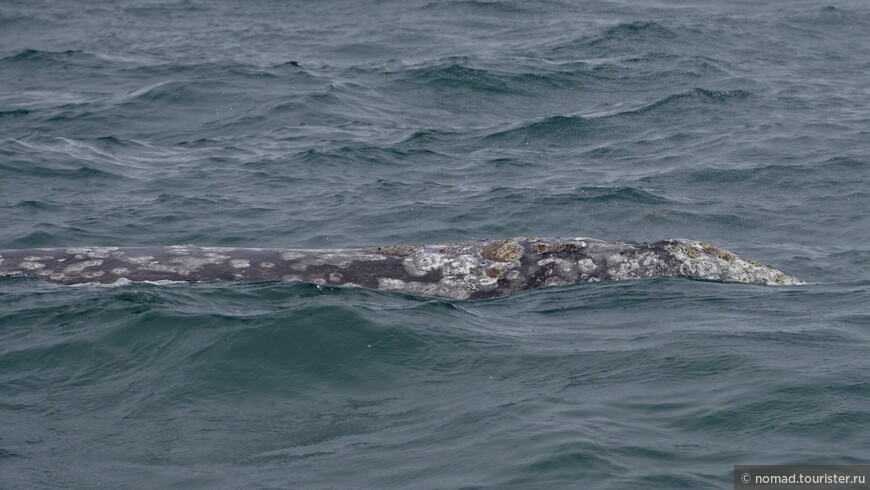 Серый кит, Eschrichtius robustus, Gray Whale