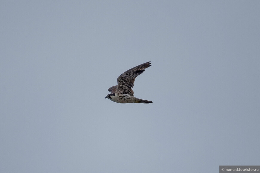 Сапсан, Falco peregrinus calidus, Peregrine Falcon