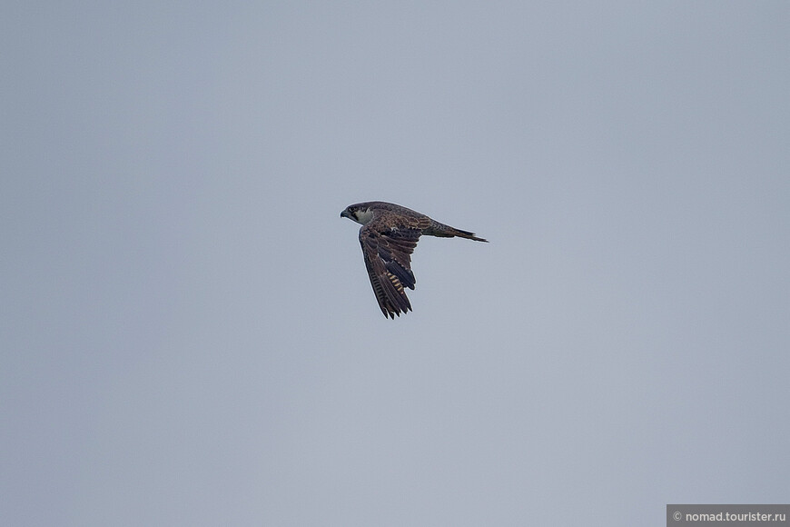 Сапсан, Falco peregrinus calidus, Peregrine Falcon