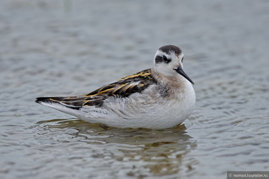 Круглоносый плавунчик, Phalaropus lobatus, Red-necked Phalarope