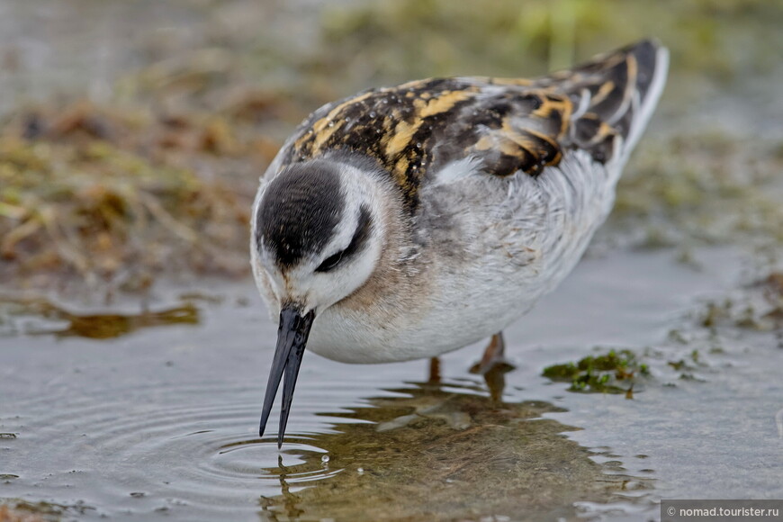 Круглоносый плавунчик, Phalaropus lobatus, Red-necked Phalarope