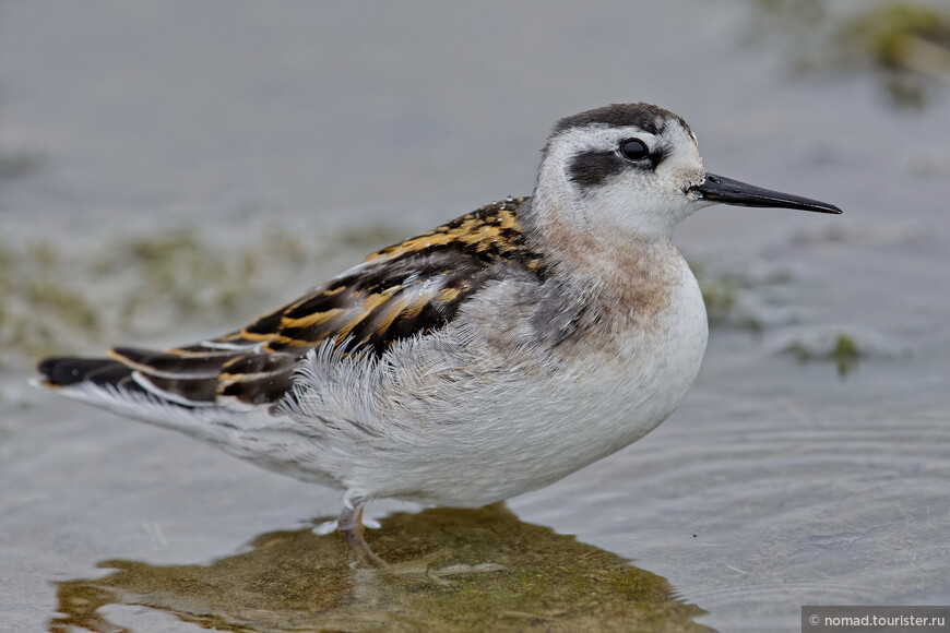 Круглоносый плавунчик, Phalaropus lobatus, Red-necked Phalarope