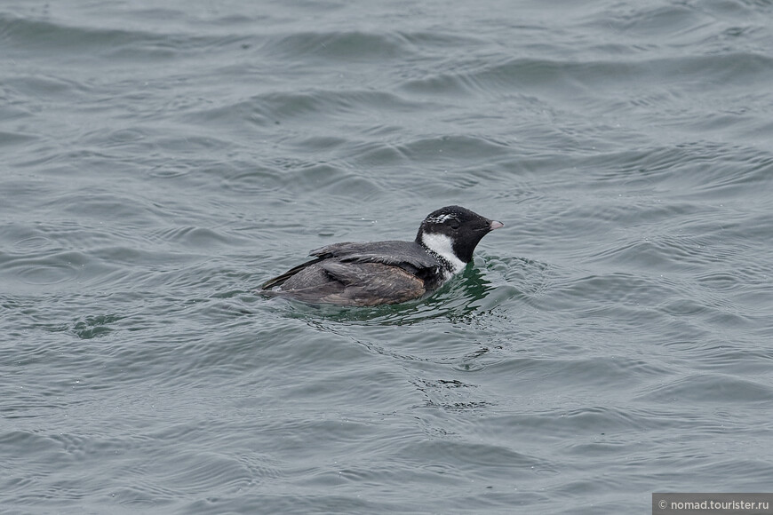 Старик, Synthliboramphus antiquus antiquus, Ancient Murrelet