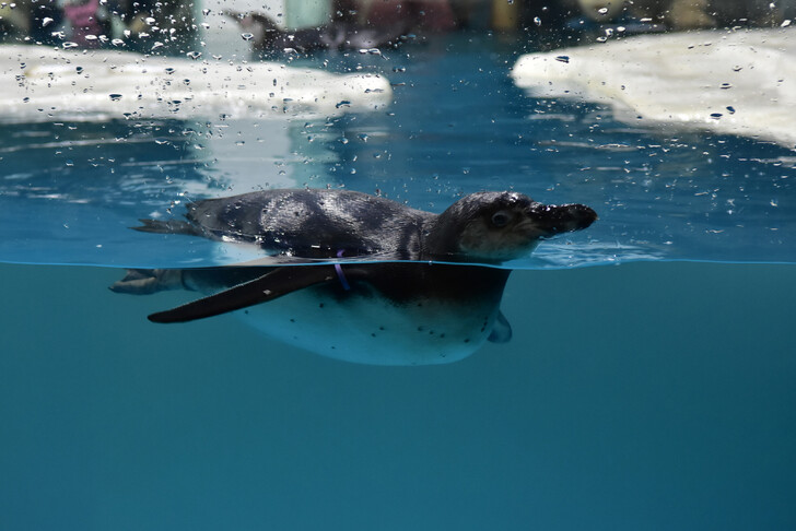 Пингвин из океанариума