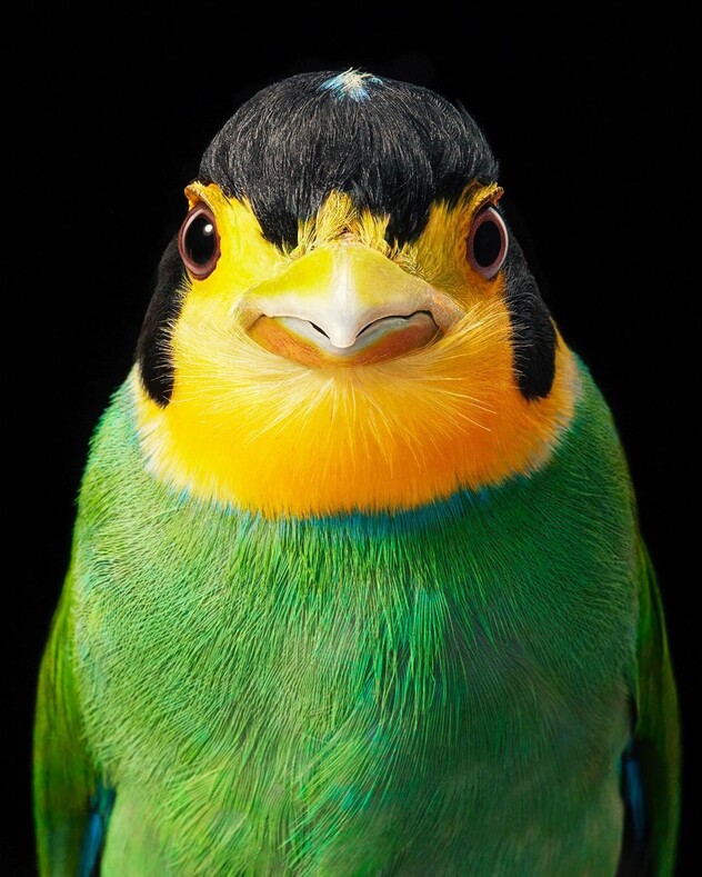 15 потрясающих портретов редких птиц британского фотографа Тима Флэча
