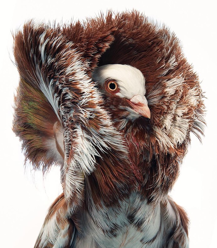15 потрясающих портретов редких птиц британского фотографа Тима Флэча