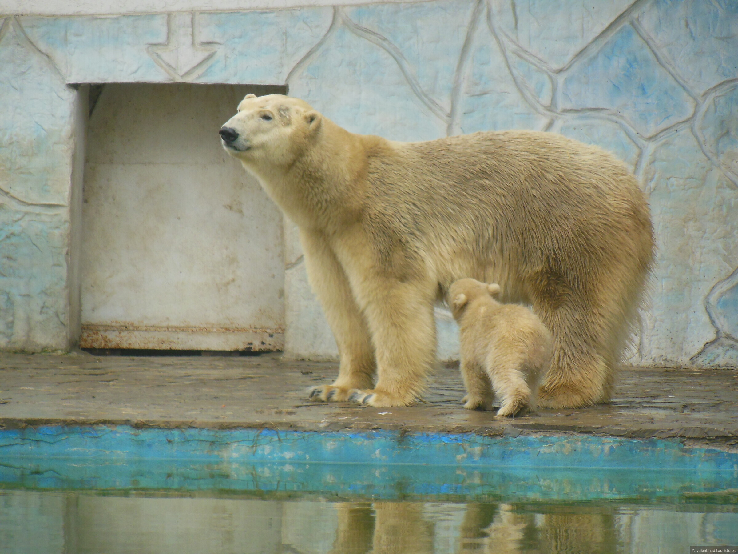 Сколько стоит зоопарк в ростове на дону