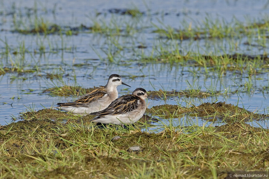 Круглоносый плавунчик, Phalaropus lobatus, Red-necked Phalarope