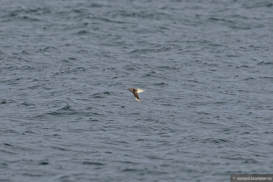 Короткоклювый пыжик, Brachyramphus brevirostris, Kittlitz's Murrelet