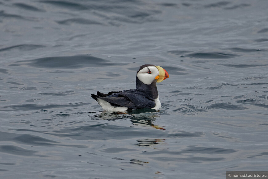 Ипатка, Fratercula corniculata, Horned Puffin