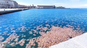 Нашествие розовых медуз наблюдается в порту Италии (ВИДЕО)