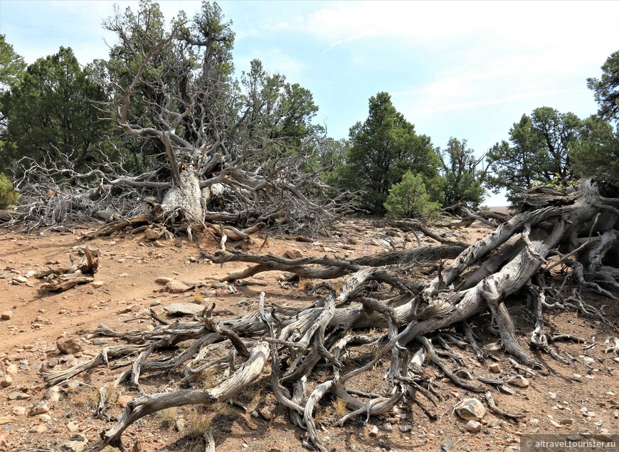 Фото 23. Можжевельники и сосны пиньон – типичные виды деревьев западной части США