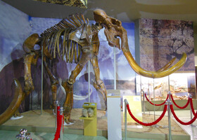 Трогонтериевый (степной) мамонт. Скелет взрослого самца. Обнаружен в 1964 году в Кагальницком песчаном карьере Азовского района Ростовской области. Возраст находки 600-700 тысяч лет. Высота скелета 4 м 25 см. Это единственный в мире скелет с целым черепом. Учёными установлено, что этот мамонт умер из-за того, что утонул. 