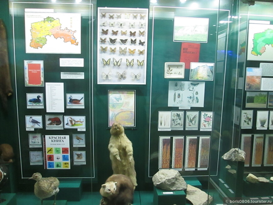Краеведческий музей, тема первая - природа региона