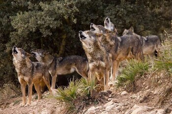 В горах Сочи впервые считают волков