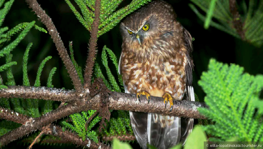 Сова Morepork Owl - норфолкский эндемик. Снимок с интернета.