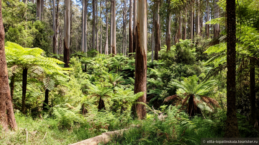 Эвкалиптовые и папоротниковые леса в пригороде Мельбурна. При всей своей красоте папоротники континентальной Австралии не могут соперничать с гигантами Норфолка.