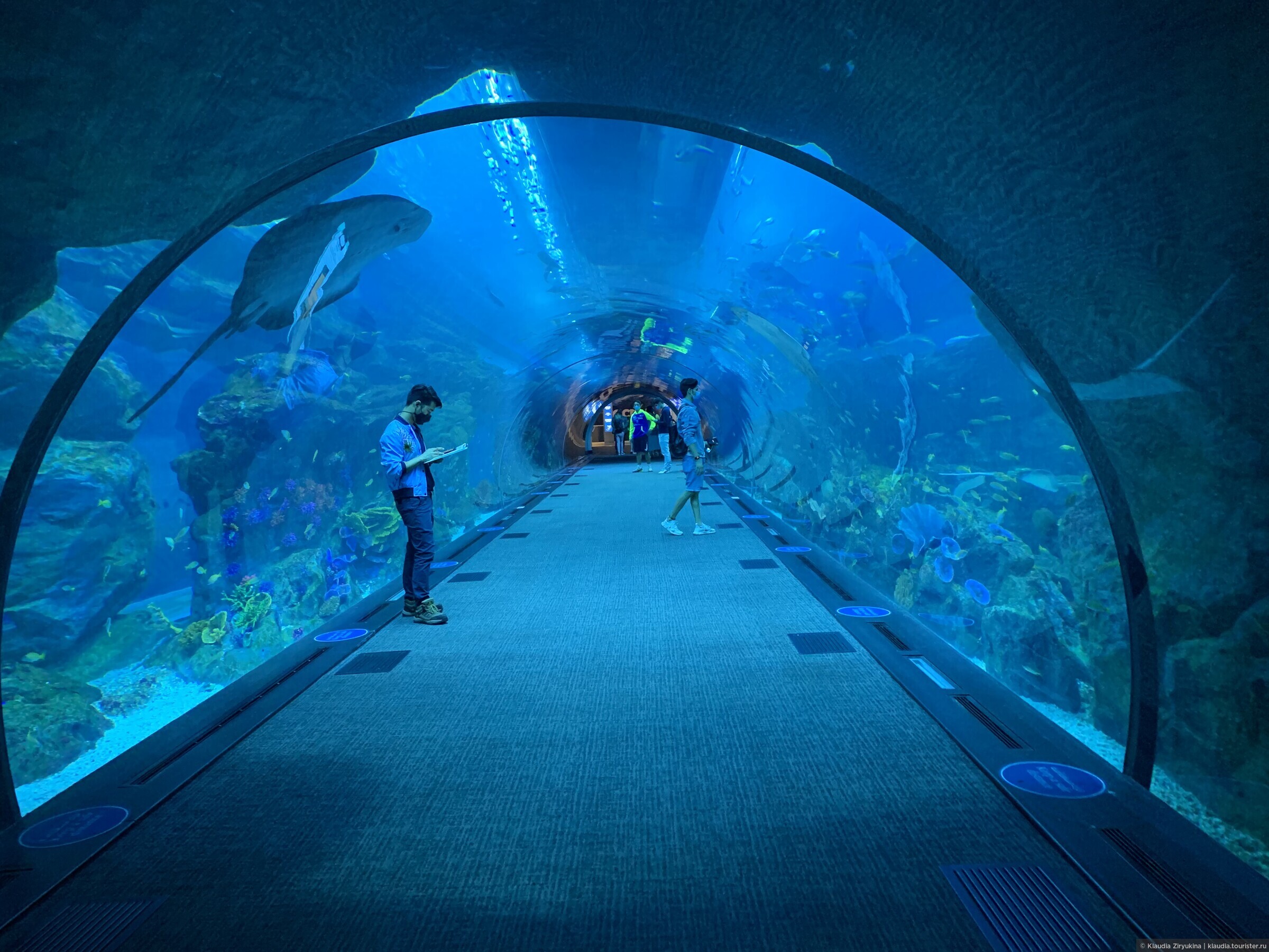 Aquaria цена. Океанариум Дубай Молл. Дубайский океанариум в Дубай молле. Дубай Молл океанариум зоопарк.