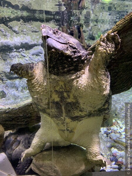 Второй аквариум Дубая (самый большой в мире) — с мини-зоопарком