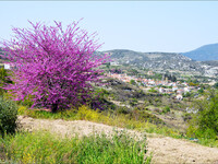 Цветущие деревушки в предгорьях Троодоса