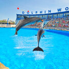 Дельфинарий Dolphin World