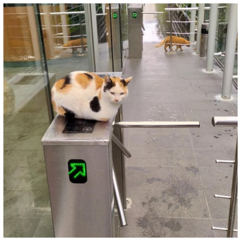 14 котов, которые вкалывают на реальной работе: пользователи поделились снимками необычных сотрудников, нашедших свое призвание