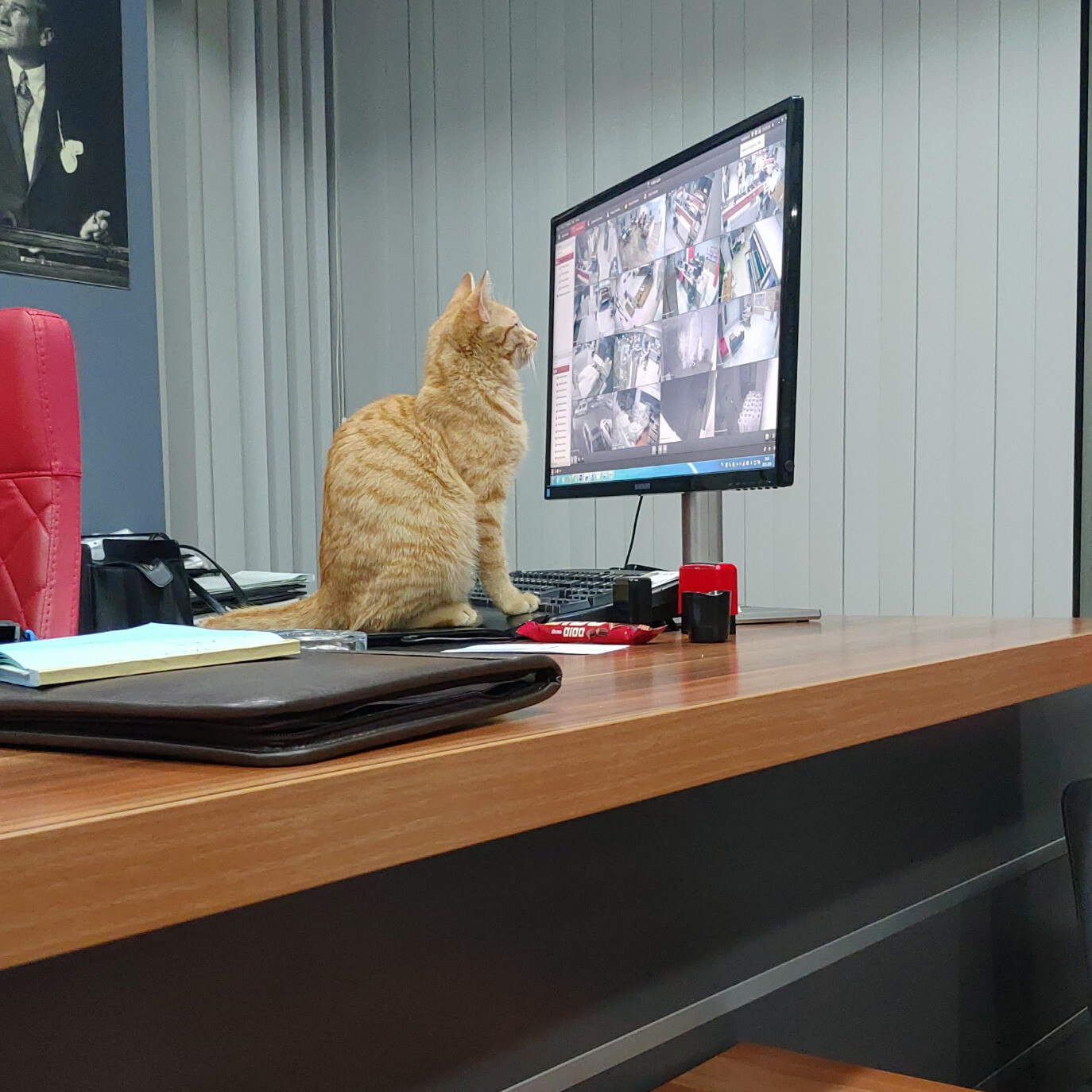 3 кота работают. Кот начальник. Кот работает. Коты сотрудники. Котэ на работе.