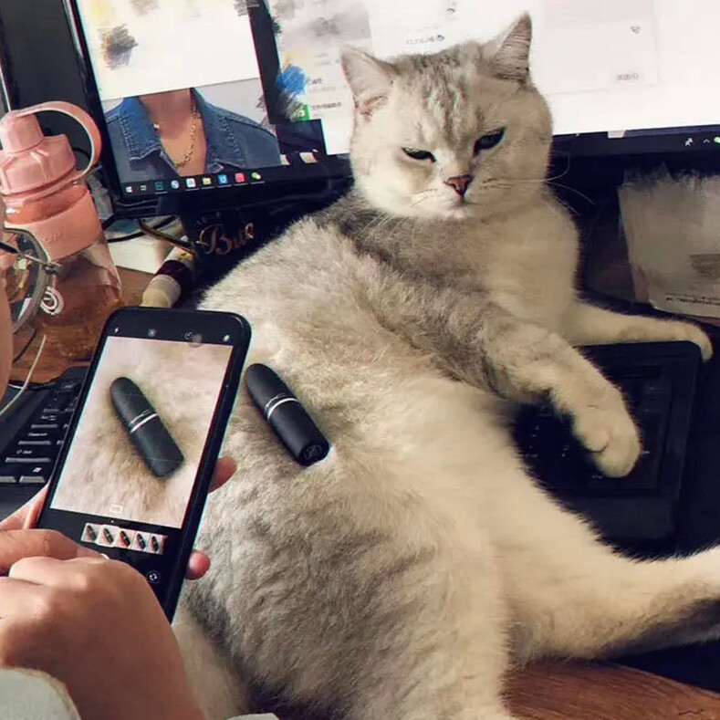 14 котов, которые вкалывают на реальной работе: пользователи поделились снимками необычных сотрудников, нашедших свое призвание