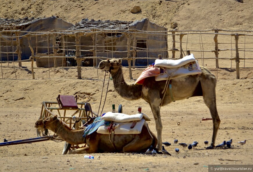 Марса-Алам. Верблюды, квадроциклы и бедуины...