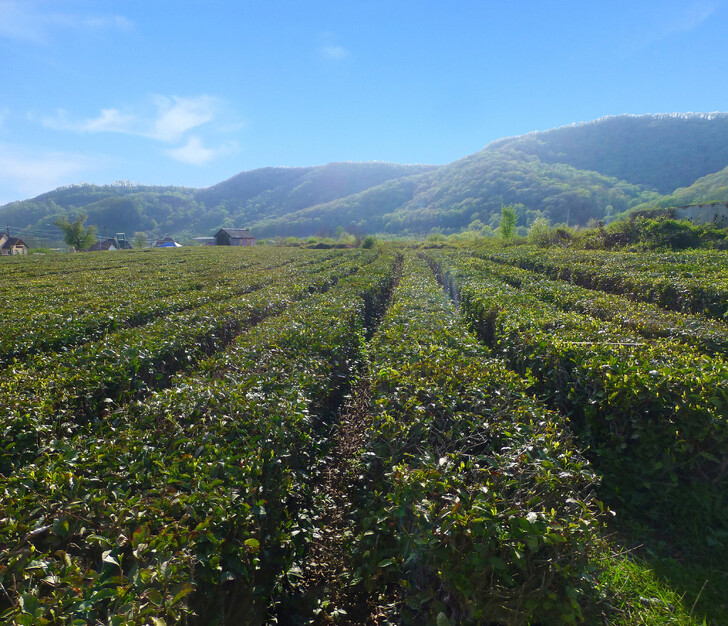 Чайные плантации в Солох-Аул