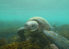 Тихоокеанские зеленые морские черепахи проводят большую часть своей жизни в океане